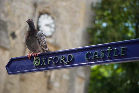 The Yeomen of the Guard - Filmed in Oxford Castle, National G&S Opera Company - 2010 DVD